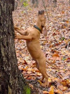 Redbone Coonhounds