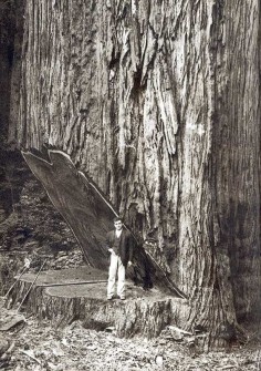 Redwood tree (Coast Redwood or Giant Sequoia?) felled