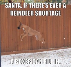 Reindeer or #boxer? #dogs @Melissa Squires Squires Squires Deppe
