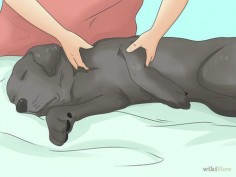 Relieve Hip Pain in Dogs Step 1 Version 
