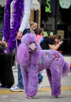-Repinned- Purple poodle.
