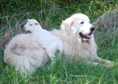 Rescue a Great Pyrenees!