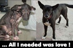 Rescued Dog: Before And After