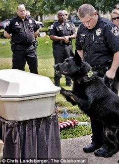 Respect: Oklahoma County Sheriff's K-9 deputy Falco walks to the casket of K-9 Deputy Eron to offer final farewells during his funeral service at Precious Pets Cemetery on Thursday