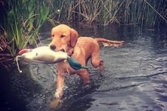 Retrievers: Off to a Good Start 5 Tips to introduce a young retriever to waterfowling basics