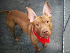 RETURNED 6/22 ATT PEOPLE!! !!! SAFE 6/8/16 Manhattan Center GAVIN – A1075825 ***SAFER: AVERAGE HOME*** MALE, BROWN, PIT BULL MIX, 2 yrs STRAY – EVALUATE, NO HOLD Reason STRAY Intake condition UNSPECIFIE Intake Date 06/01/2016, From NY 10451, DueOut Date 06/04/2016