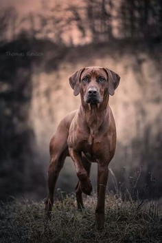 #Rhodesian #Ridgeback - click on the photo to learn more about this dog