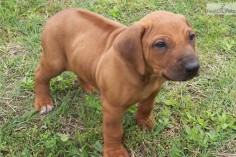 Rhodesian Ridgeback puppy I WANT ONE SO BADLY! I would name him Luca or Webster.