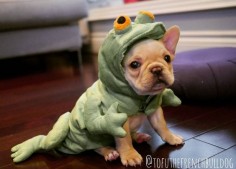 "Ribbet, Ribbet!...am I doing this right?", French Bulldog Puppy in a Frog costume.