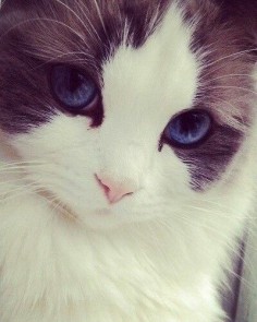 Ridiculously photogenic cat. Cute kitten with grey and white fur and blue eyes