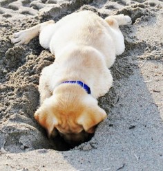 Riggins the Labrador Retriever-Too cute!!! Wonder what he found down there!