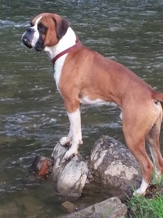 #river #boxerdog