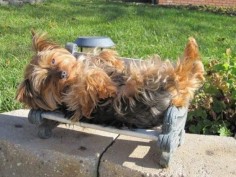 Rosie "kicking it" on her front porch chair!