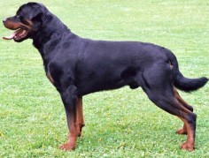 Rottweilers Ranking in at third on our list is the popular Rottweiler. Rottweilers were originally bred with the purpose 