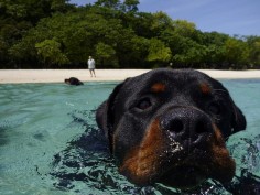 Rottweilers swimming