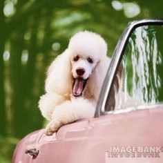 Roxie the Poodle loves to ride in her T-Bird convertible Im jealous