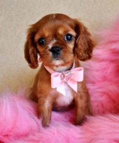 Ruby Cavalier King Charles Spaniel Puppy