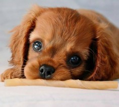 Ruby Cavalier King Charles Spaniel puppy.