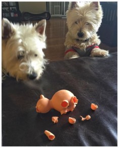 Rupp! What did you just do to my of toy!?!? I really liked that toy. #toughbeingafosterbrother #dogproblems #dog #westie