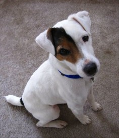 Russell Resue Ca - Jack Russell Terrier Rescue : Other