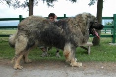 Russian Ovcharka or Russian Caucasian Shepherd Dog, sometimes called the Caucasian Mountain Dog