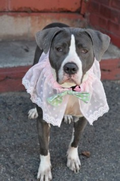 SAFE 5-4-2015 --- Brooklyn Center KIRI – A1033929 FEMALE, GRAY / WHITE, PIT BULL MIX, 3 yrs STRAY – STRAY WAIT, NO HOLD Reason STRAY Intake condition UNSPECIFIE Intake Date 04/21/2015
