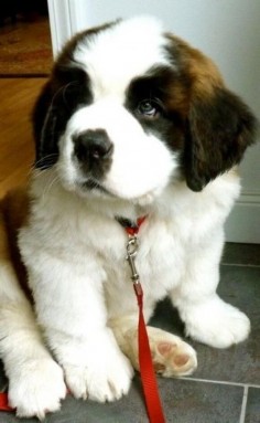 SaintBernard puppy there so cute when there little i have 2 SaintBernard puppy's just like that