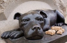 "Sallie rests at the foot of the 11th PA infantry monument in Gettysburg. Sallie was a brindle pit bull who fought the civil war with the men of her infantry and when many of them were killed and wounded, she was recovered from the scene protecting her dead and dying men."