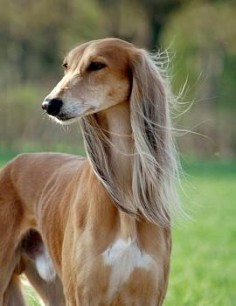 Salukis, the Cher of sighthounds. Lol.