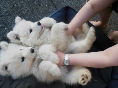 Samoyed, a good hypoallergenic dog and they look like little polar bears