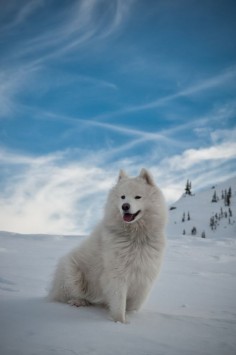 Samoyed ~ Beautiful Dog!