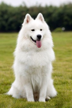Samoyed :) My parents had Sam before I was born and I remember riding on his back like a horse!