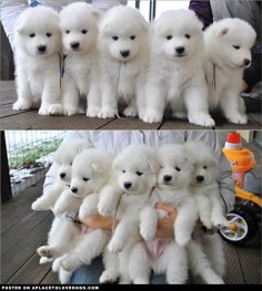 Samoyed Puppies - A Place to Love Dogs