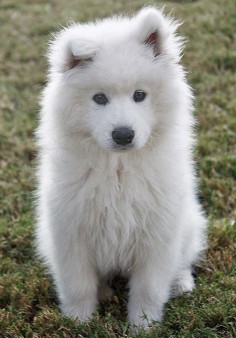 samoyed ♥ saw thiz on my way home the other day thought he was a lawn lion lmao turns out he was a real dog
