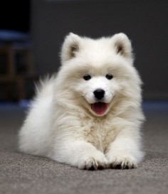 Samoyed ~ such a happy puppy!