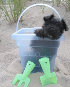 #schnauzer Boo's First Visit to the Beach! #minischnauzer
