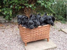 scotties in a basket