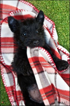 Scottish Terrier Puppy.