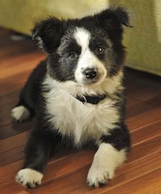 Scout the Border Collie Mix -- Puppy Breed: Australian Shepherd / Border Collie