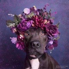 Sean Casey Animal Rescue / Pit bull flower power / Photo: Sophie Gamand