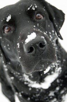 See more 10 Interesting Facts about Labrador Retriever