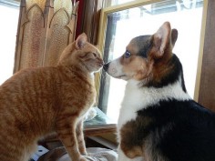 Seeing Eye to Eye - Bongo the Pembroke Welsh Corgi, and his pal Monty | Flickr - Photo Sharing! by A2ZMpls