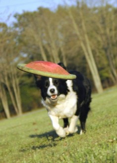Selecting and Training a Border Collie Puppy