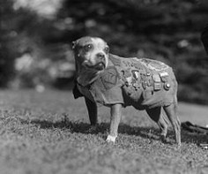 Sergeant Stubby (1916 or 1917 – March 16, 1926), was the most decorated war dog of World War I and the only dog to be promoted to sergeant through combat. Vintage pit bulls