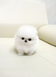 Seriously hard to believe this is a real dog!! It looks like a  a giant cotton ball :) Still cute