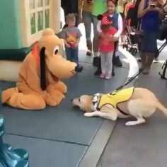 Service dog visits Disneyland.
