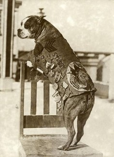 Sgt. Stubby fought in 17 battles in WWI. He was in the trenches in France for 18 months, survived being gassed and went on to warn his unit of incoming gas attacks and artillery shelling; he located wounded soldiers, and helped capture a German spy. After the war, he was the Georgetown Hoyas’ mascot.