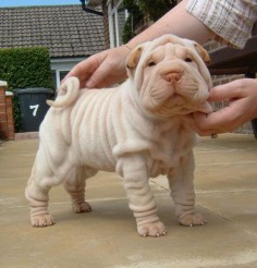 Shar Pei - I just love those wrinkles. Maybe I'll get a dog like this when I  Then we can relate to each other quite nicely. :)
