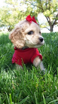 She should be in a puppy calendar right? Riley Ray! Cocker Spaniel