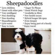 Sheepadoodle Puppies, Sheepadoodles, Sheepadoodle Dogs